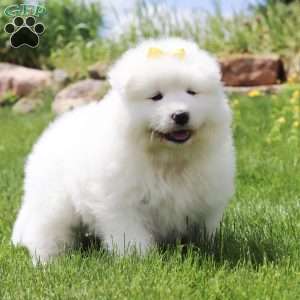 Becky, Samoyed Puppy